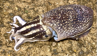 シリヤケ掛けた！魚釣果は坊主。