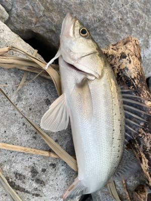 1ヶ月半振りの釣行