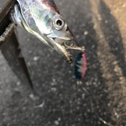 朝マズメの太刀魚釣り