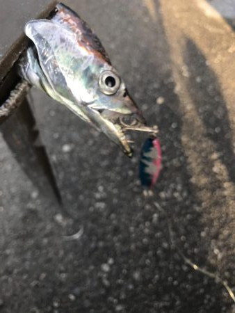 朝マズメの太刀魚釣り