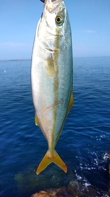 小さいけど青物ゲット