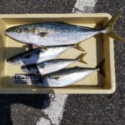 太刀魚が本命でしたが