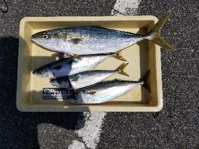 太刀魚が本命でしたが