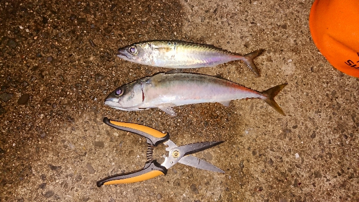 サバの刺身が食べれる