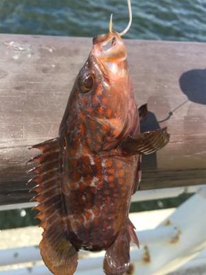 昼は釣れない