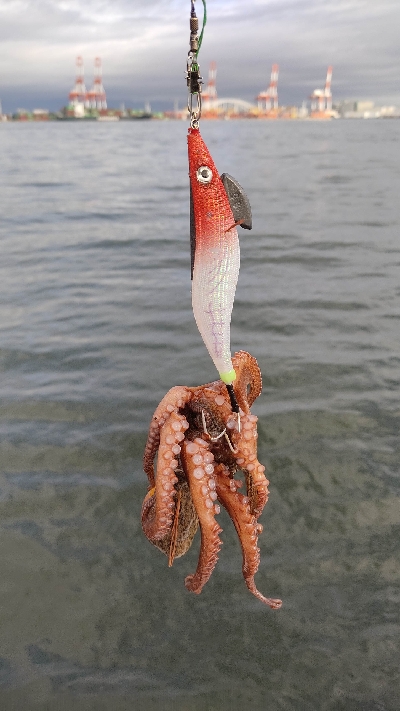 タコ釣り