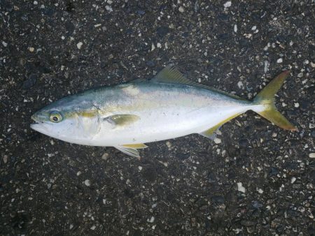 朝練釣行