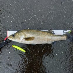 雨風が多少落ち着いたので出撃しました。