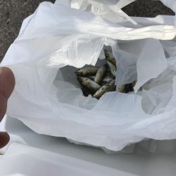 日中でもサビキ釣りで豆アジが釣れます