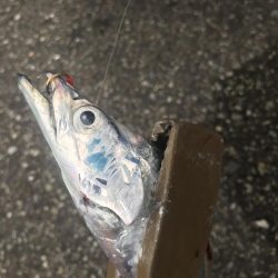 朝マズメの太刀魚釣り