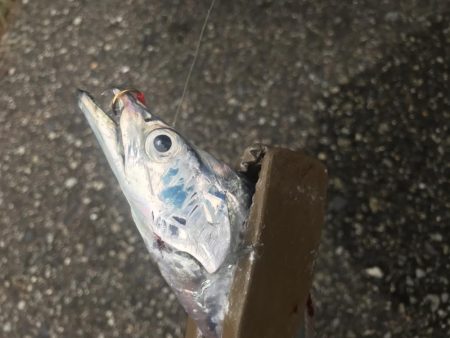 朝マズメの太刀魚釣り