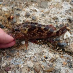 初場所で穴釣り