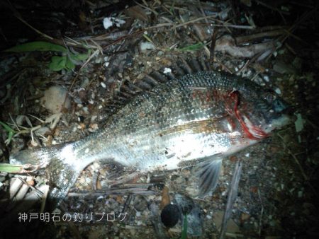 グレチヌ合わせて9目釣り！