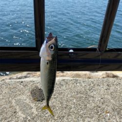 キス釣り、ハゼ釣り