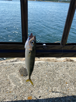 キス釣り、ハゼ釣り