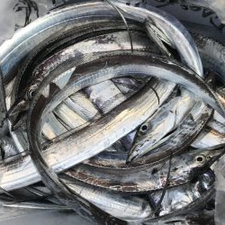 朝マズメの太刀魚釣り