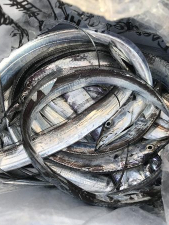 朝マズメの太刀魚釣り