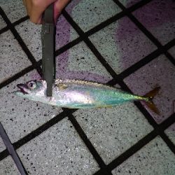 何か釣れないかな釣行