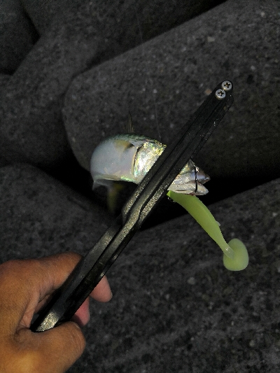 サバ祭りから太刀魚