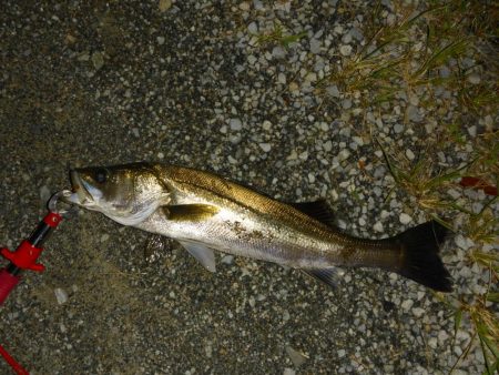 今夜もシーバス釣行