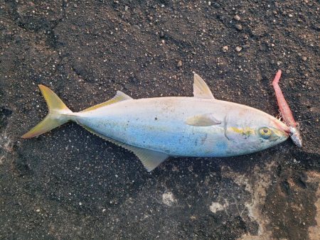 朝練釣行