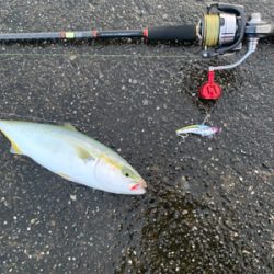 まさかの太刀魚とシオにツバスの3種釣り