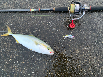 まさかの太刀魚とシオにツバスの3種釣り