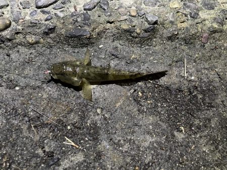 天橋立で五目釣り