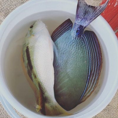 本部釣りイカダ 釣果