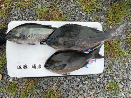 千津丸 釣果