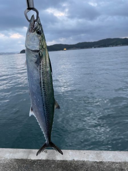 青物釣り