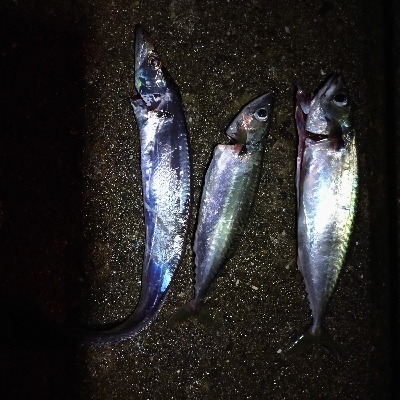 雨の中、タチウオ釣り〜ショアジギング