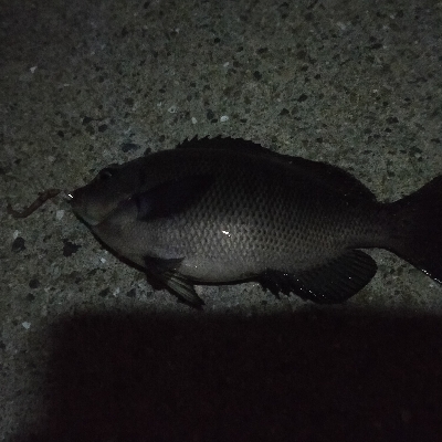 のんびり夜釣り