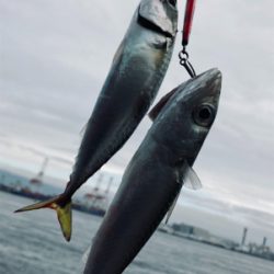 コンスタントに小鯖。たまに中鯖、豆鯖。。。