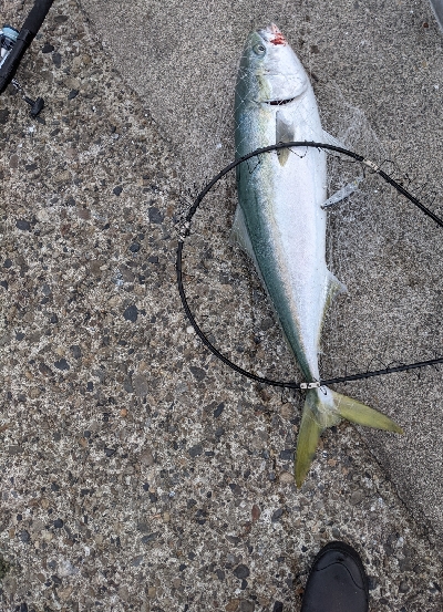 太刀魚からのブリ