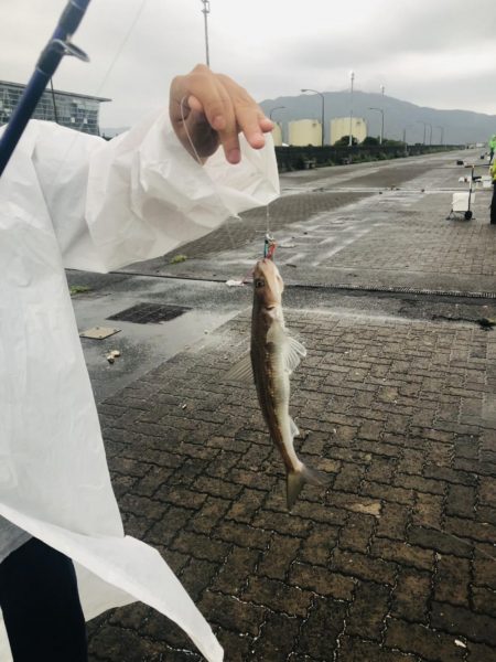 日本海キス釣り