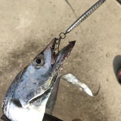 朝マズメの太刀魚釣り