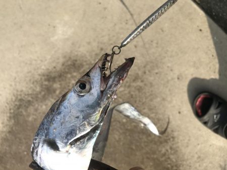 朝マズメの太刀魚釣り