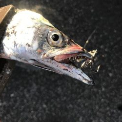 朝マズメの太刀魚釣り