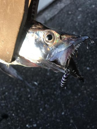 朝マズメの太刀魚釣り