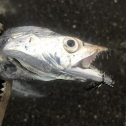 朝マズメの太刀魚釣り