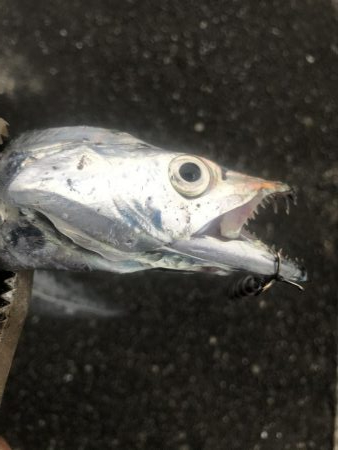 朝マズメの太刀魚釣り