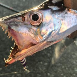 朝マズメの太刀魚釣り