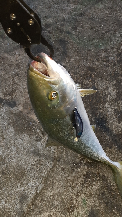 やっと青物釣れた～小さいけど