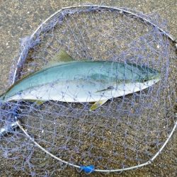 雨の中、タチウオ釣り〜ショアジギング