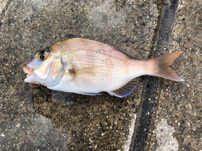 久しぶりの砂浜からの投げ釣りです。