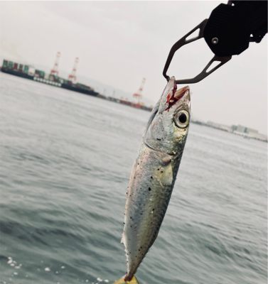 潮が萎み再び小鯖祭り。たまに中鯖。。