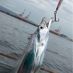 鯖は鳴りを潜め青物遠く。太刀魚ツヌケ。。