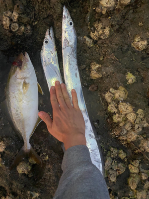 太刀以外がやっと釣れた