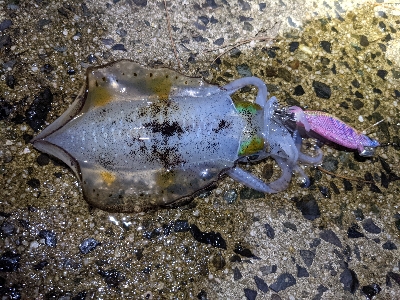 昼から出撃